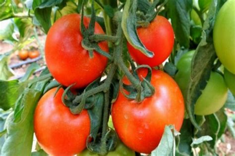 tarlada domates fiyatı